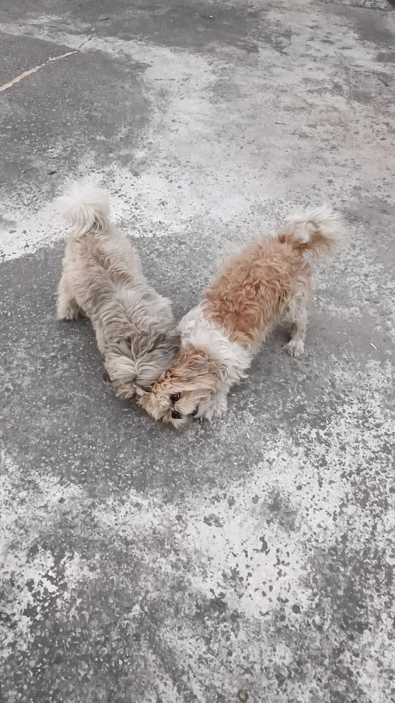 Shitzu pair friendly 1