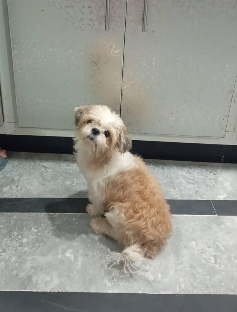 Shitzu pair friendly 2