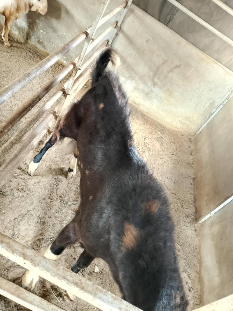 4 kamori, 2 brrader 6