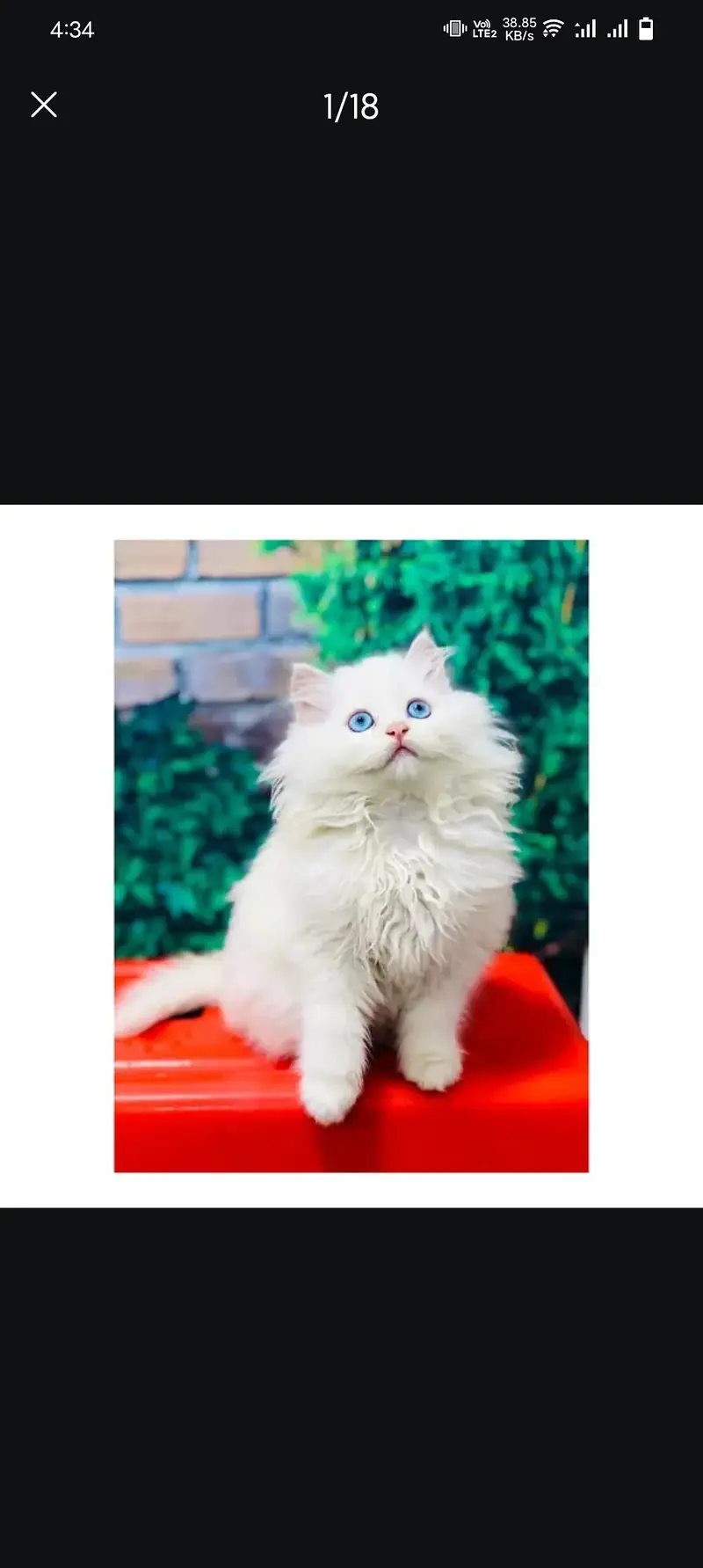 cash on delivery available Persian Punch face triple coat cat Kitten — photo 2