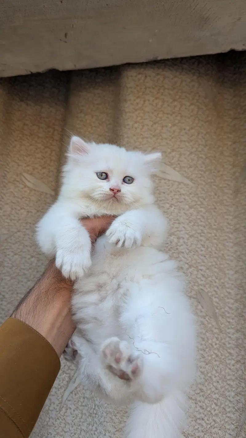 cash on delivery available Persian Punch face triple coat cat Kitten — photo 3