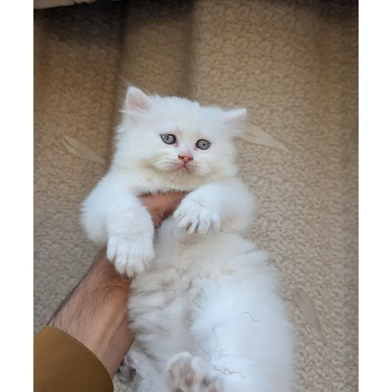cash on delivery available Persian Punch face triple coat cat Kitten — photo 4