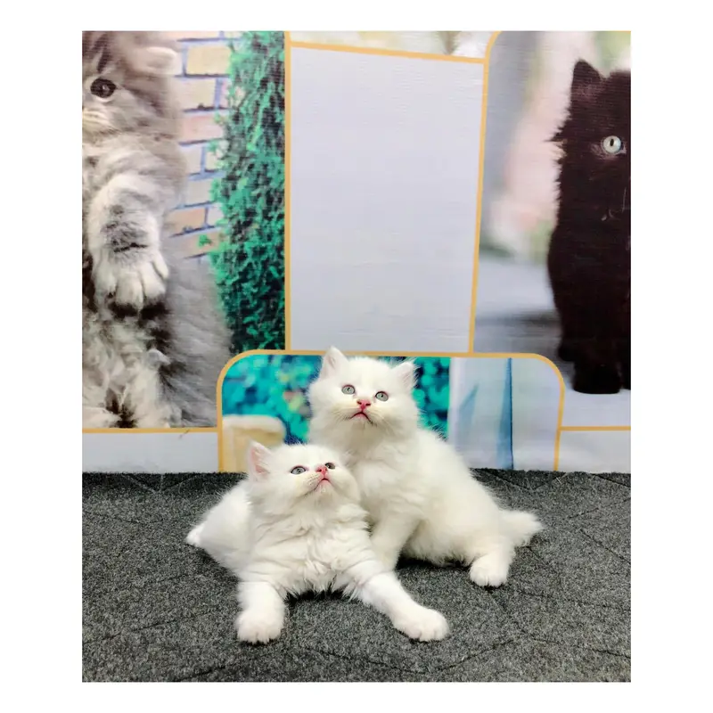 cash on delivery available Persian Punch face triple coat cat Kitten — photo 5