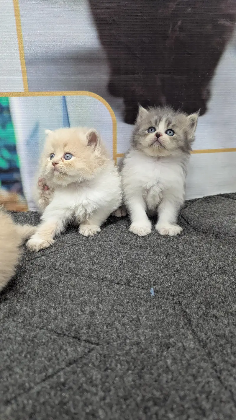 cash on delivery available Persian Punch face triple coat cat Kitten — photo 6