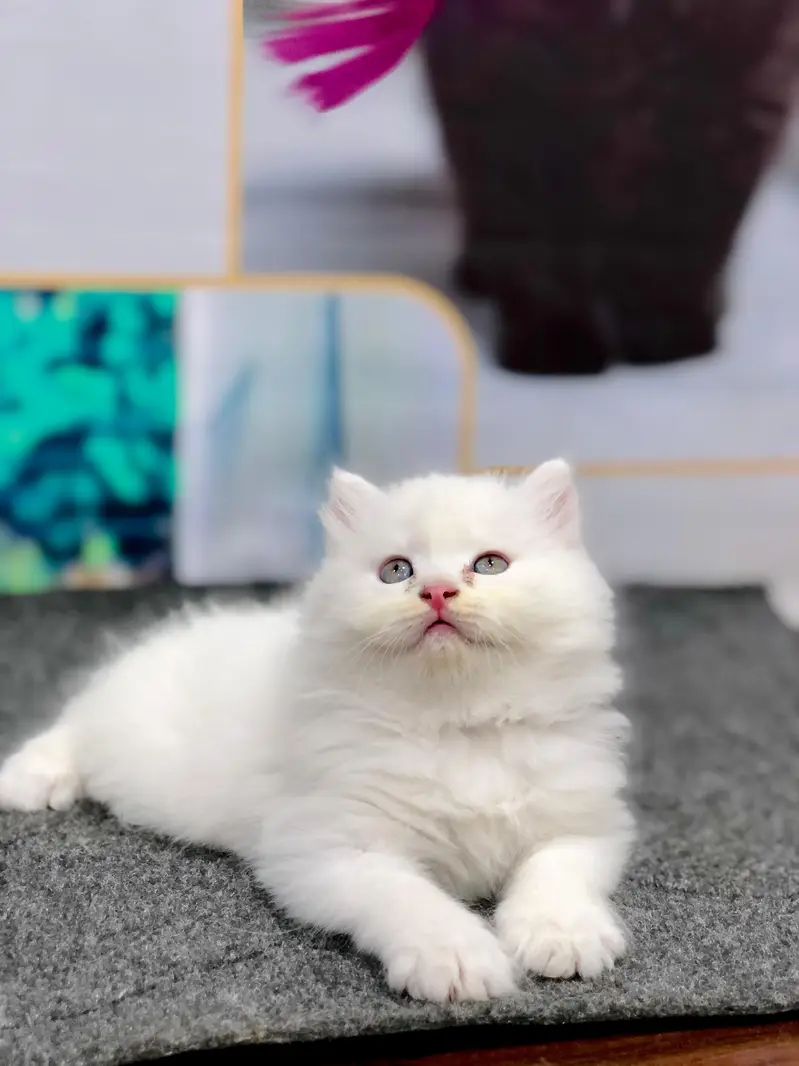 cash on delivery available Persian Punch face triple coat cat Kitten — photo 7