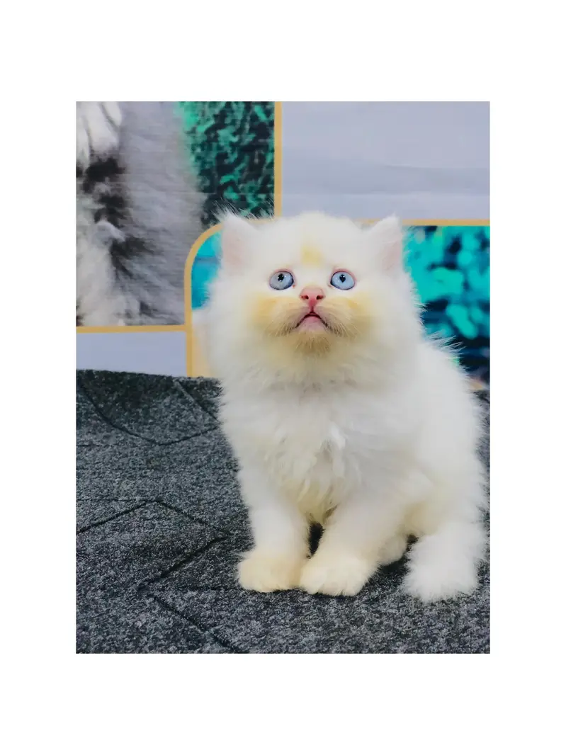 cash on delivery available Persian Punch face triple coat cat Kitten — photo 11
