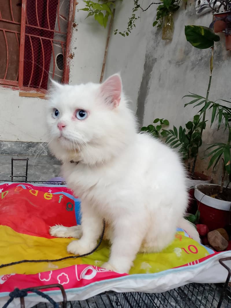 percian pair - Cats - 1108241421