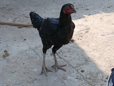 aseel kurak wali two murgi for salesale 03034216601