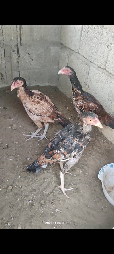 Aseel chicks for sale