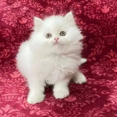 beautiful Persian kittens ready to go new home