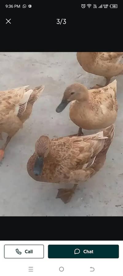 Duck male fimal