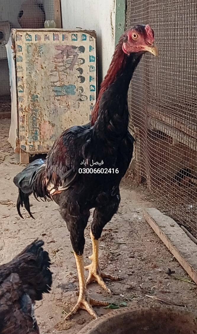 ہائی کوالٹی اصیل 1500روپے کلو 0