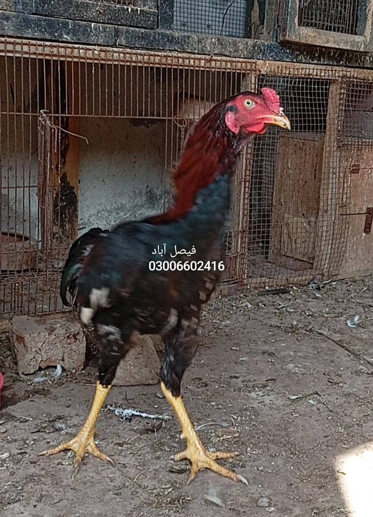 ہائی کوالٹی اصیل 1500روپے کلو 2