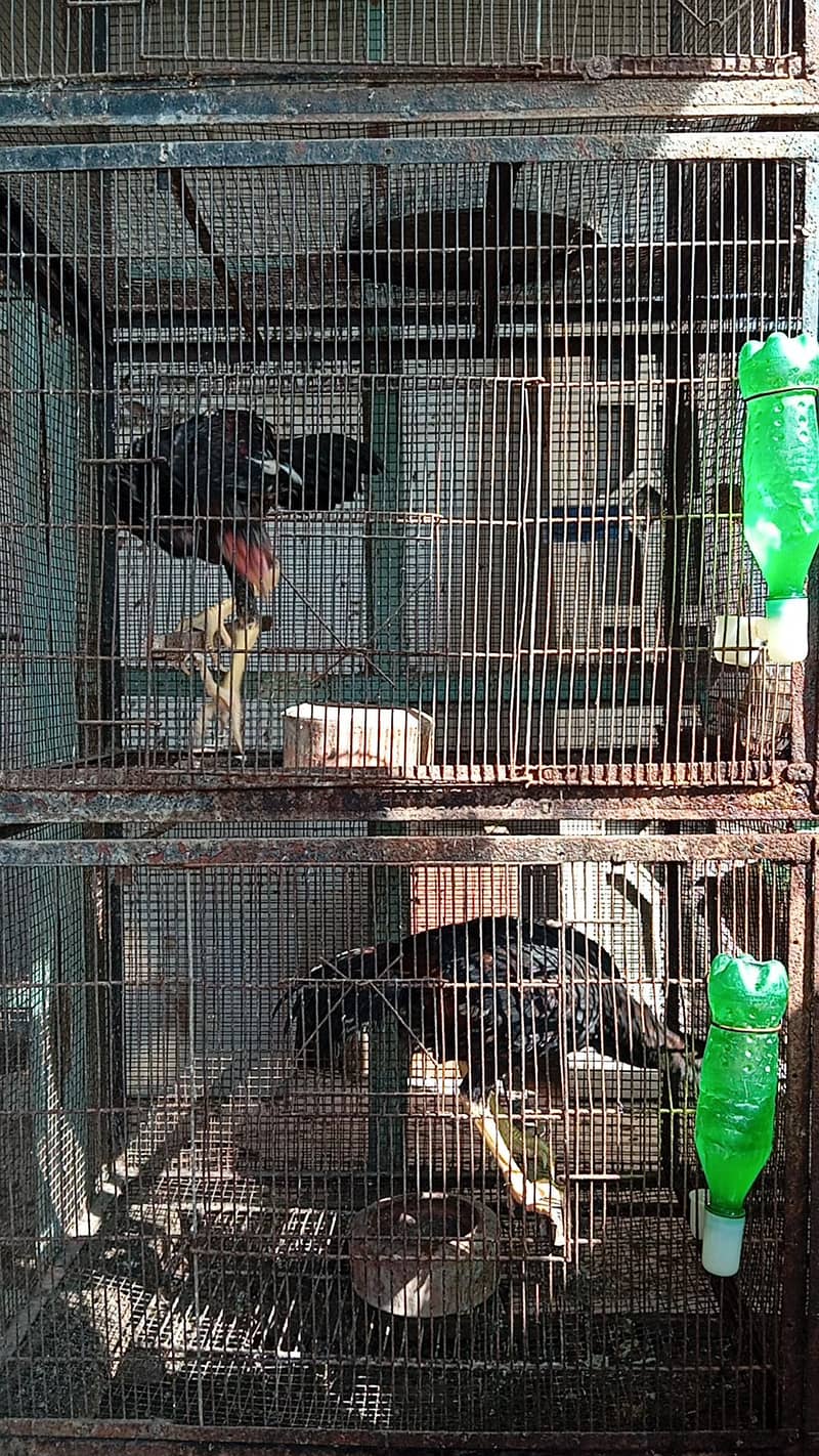 ہائی کوالٹی اصیل 1500روپے کلو 3