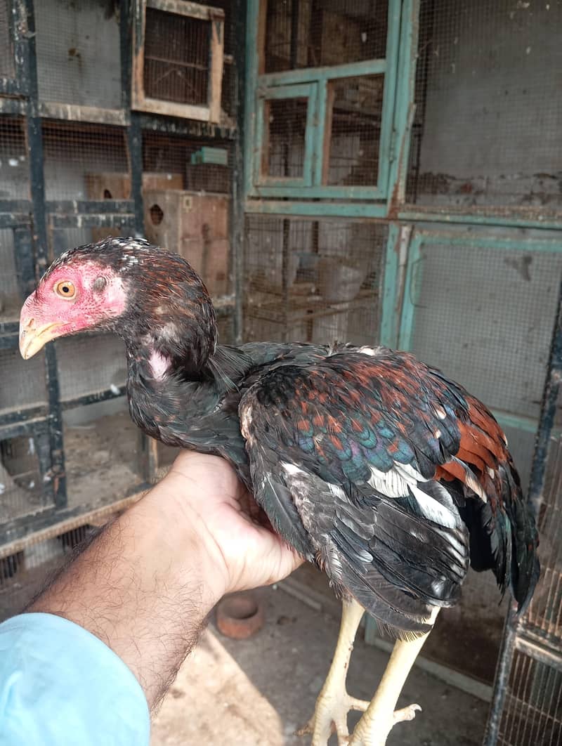 ہائی کوالٹی اصیل 1500روپے کلو 1