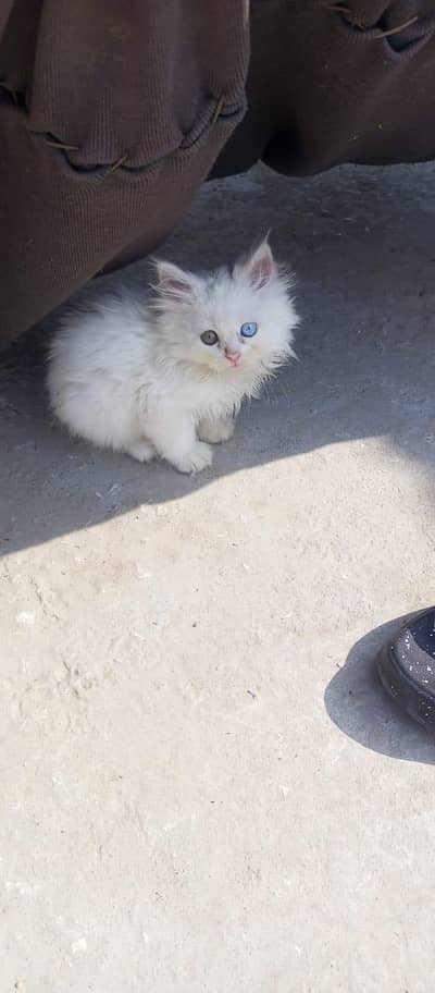 persian kitten
