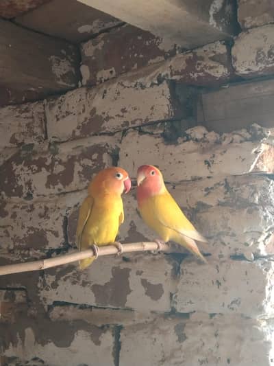 lovebird and cocktail  breder