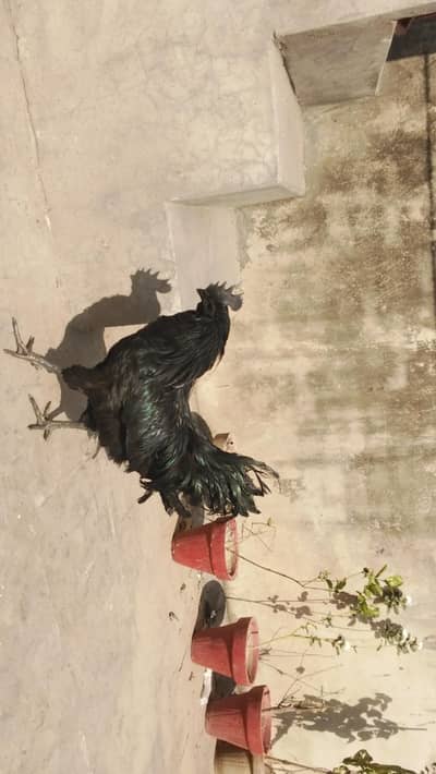 TOP QUALITY AYAM CEMANI MALE AVAILABLE ONLY SERIOUS BUYERS CONTACT US.