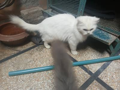 Triple coated Grey male and White female