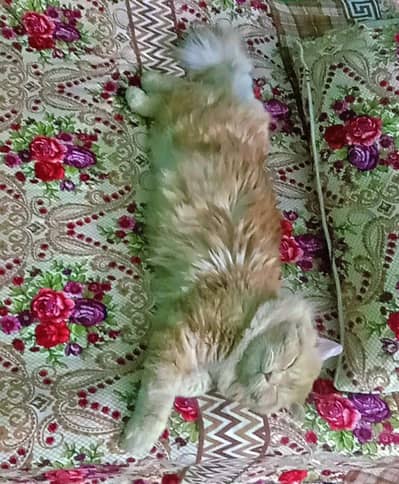 persian tripple coated male cat for sale