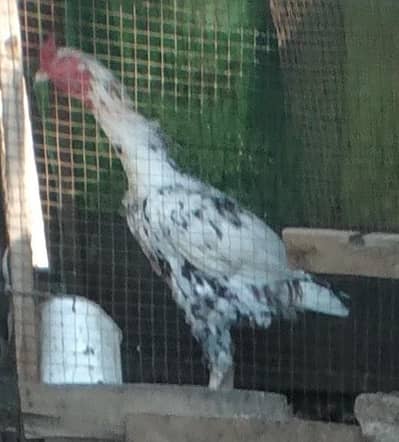 paper white murghe & other Aseeles murghay Murghian out class lAserles