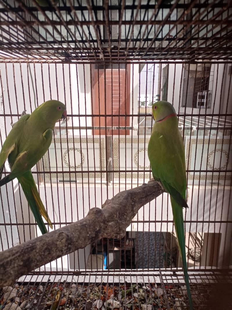 Green ringnecks 2