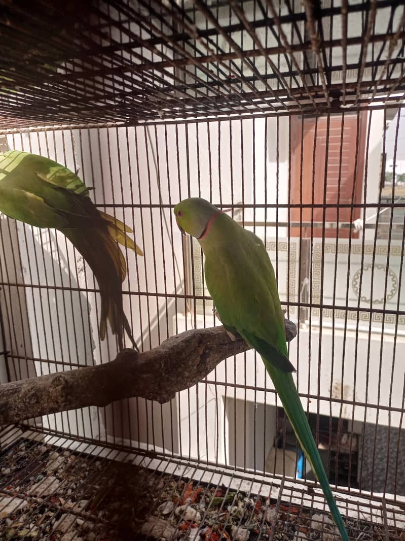 Green ringnecks 4