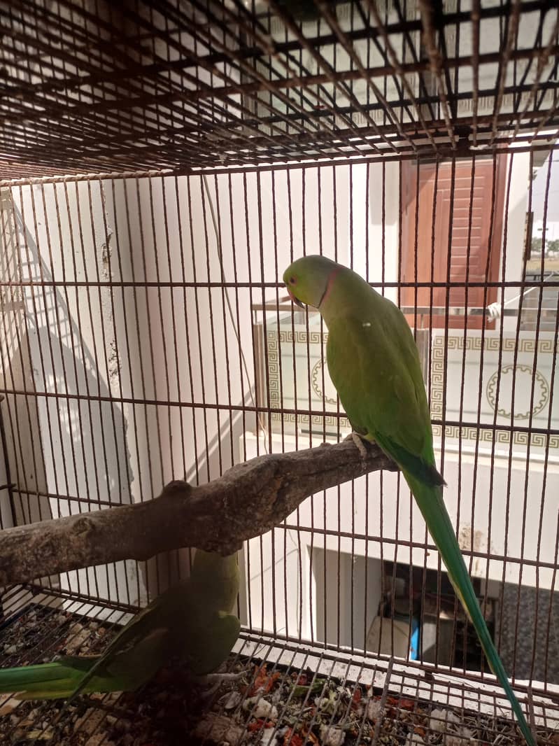 Green ringnecks 5