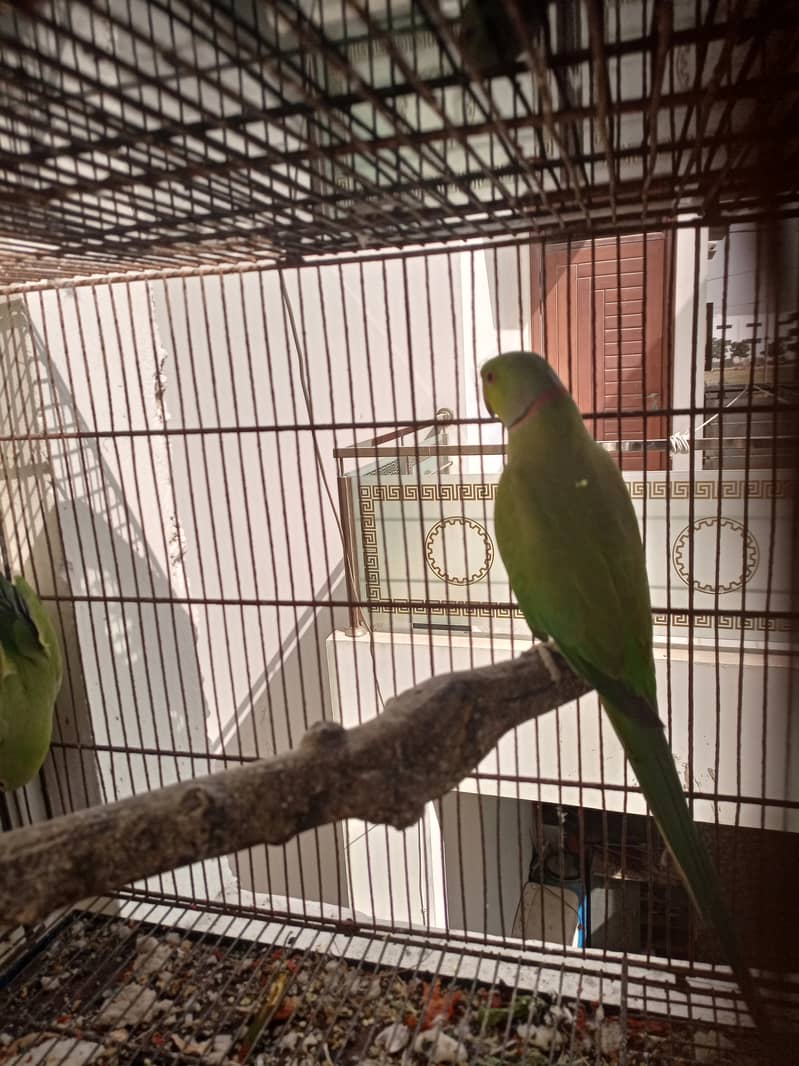 Green ringnecks 7
