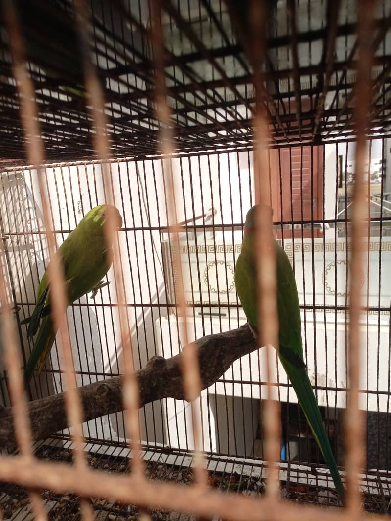 Green ringnecks 8