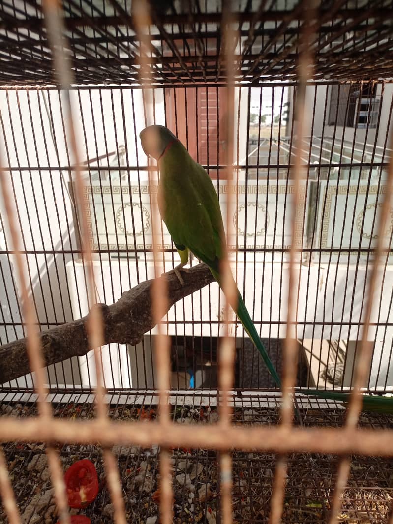 Green ringnecks 9