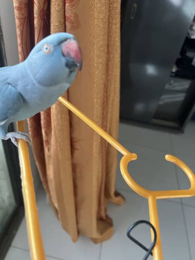 Blue ringneck parrot female