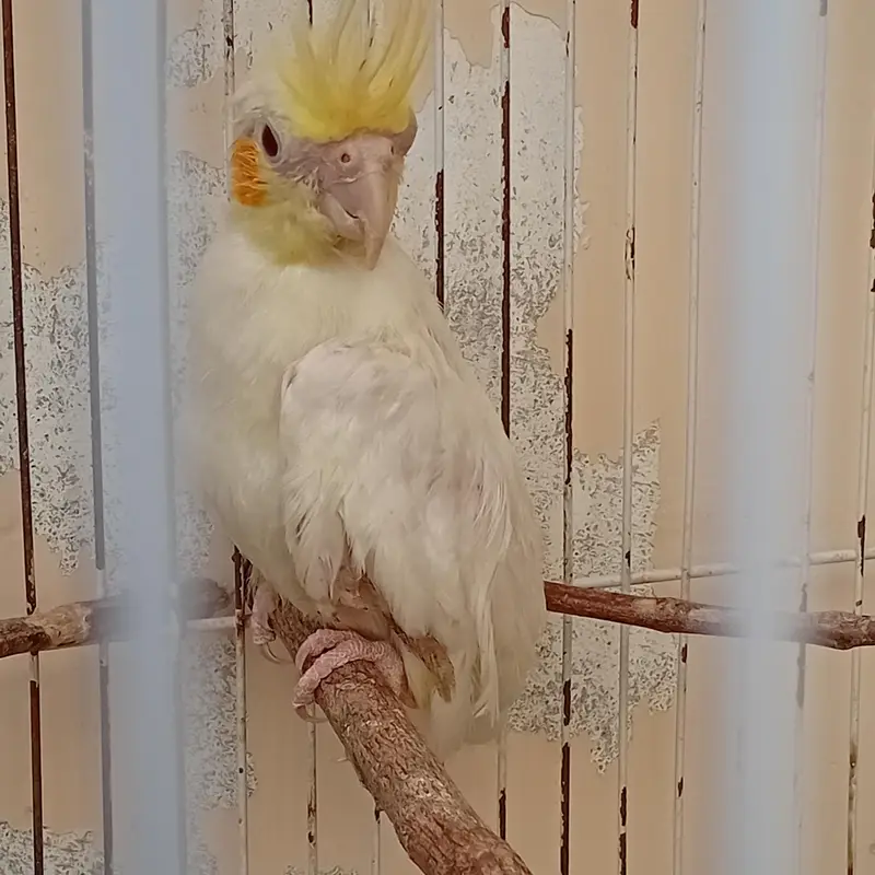 cocktiel, cage, breeder box — photo 2