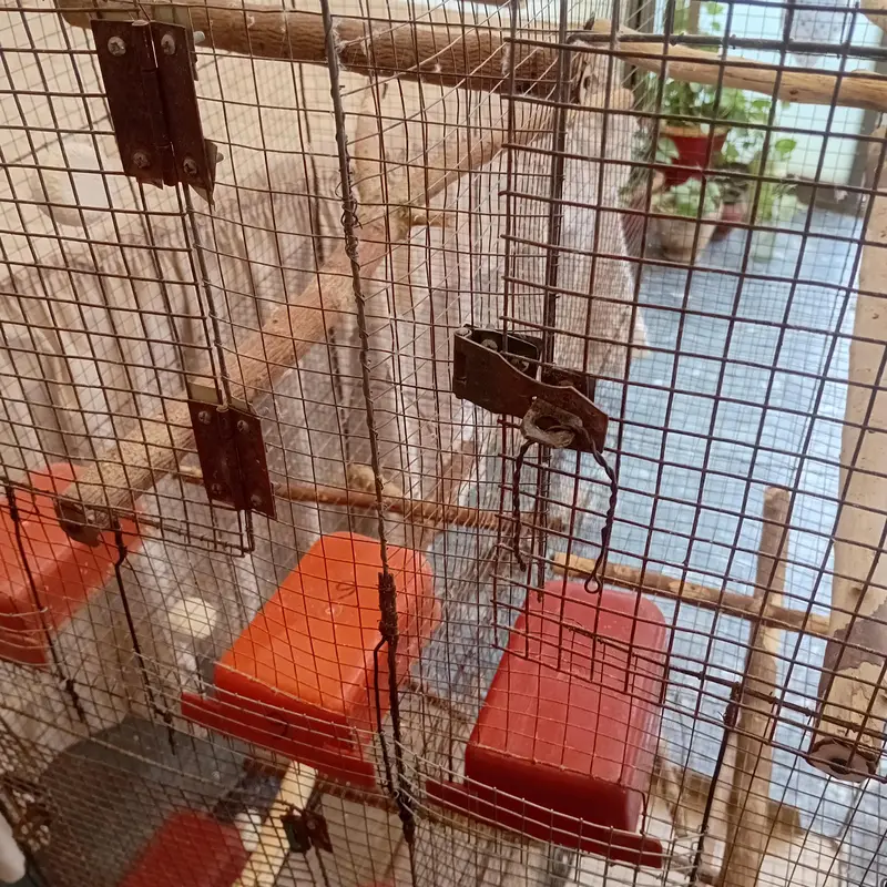 cocktiel, cage, breeder box — photo 3