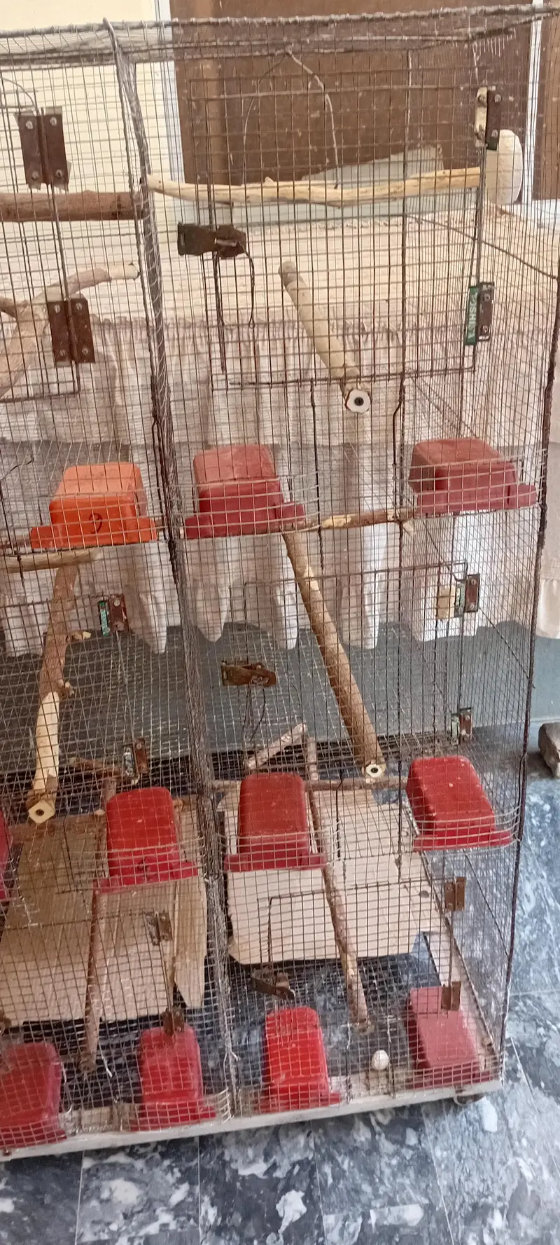 cocktiel, cage, breeder box — photo 4
