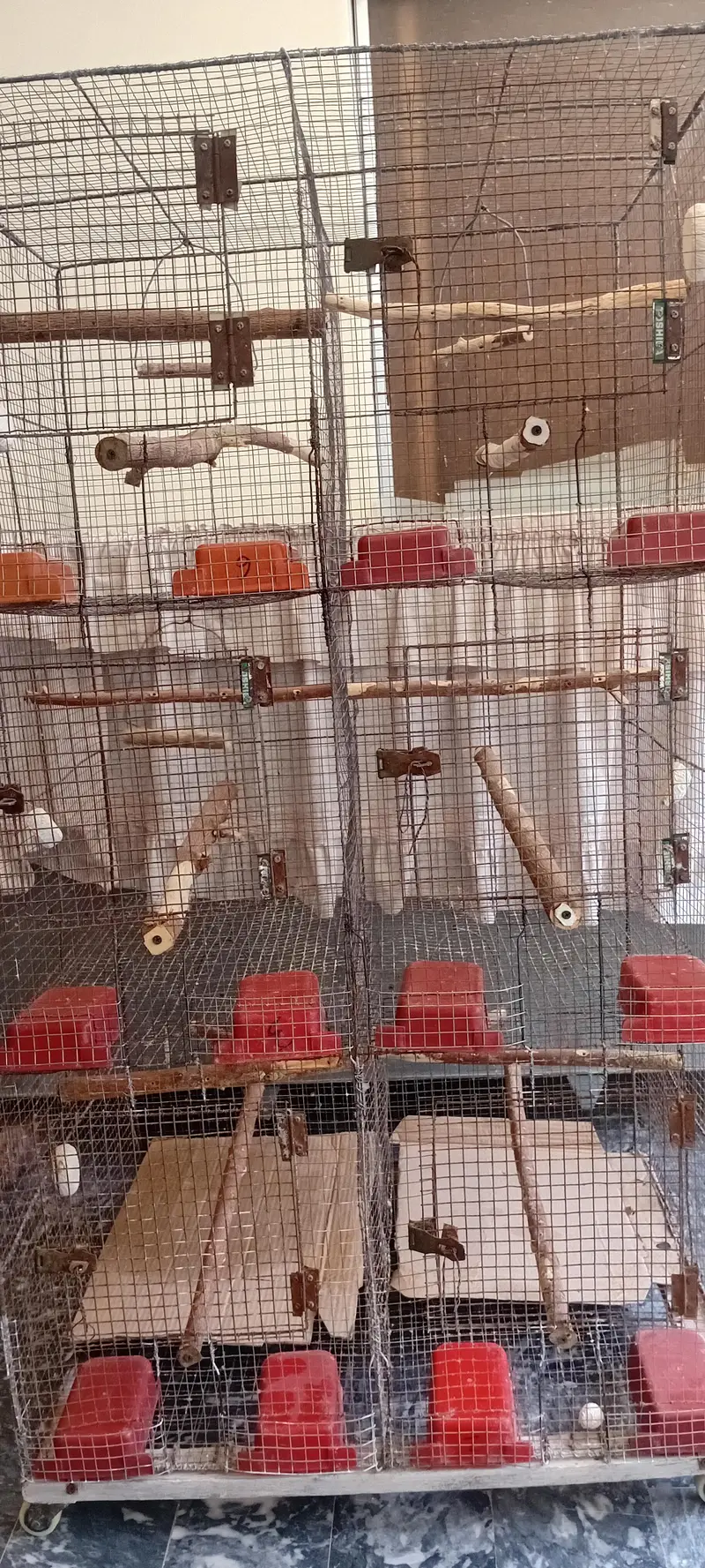 cocktiel, cage, breeder box — photo 5
