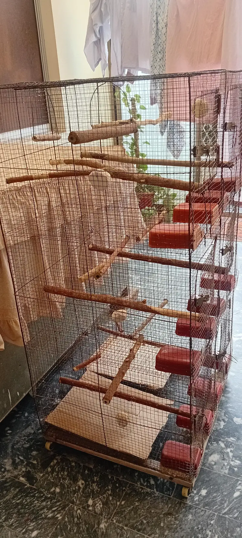 cocktiel, cage, breeder box — photo 6