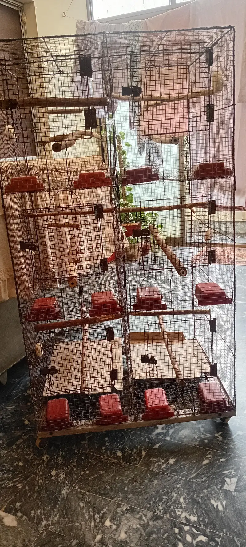 cocktiel, cage, breeder box — photo 7