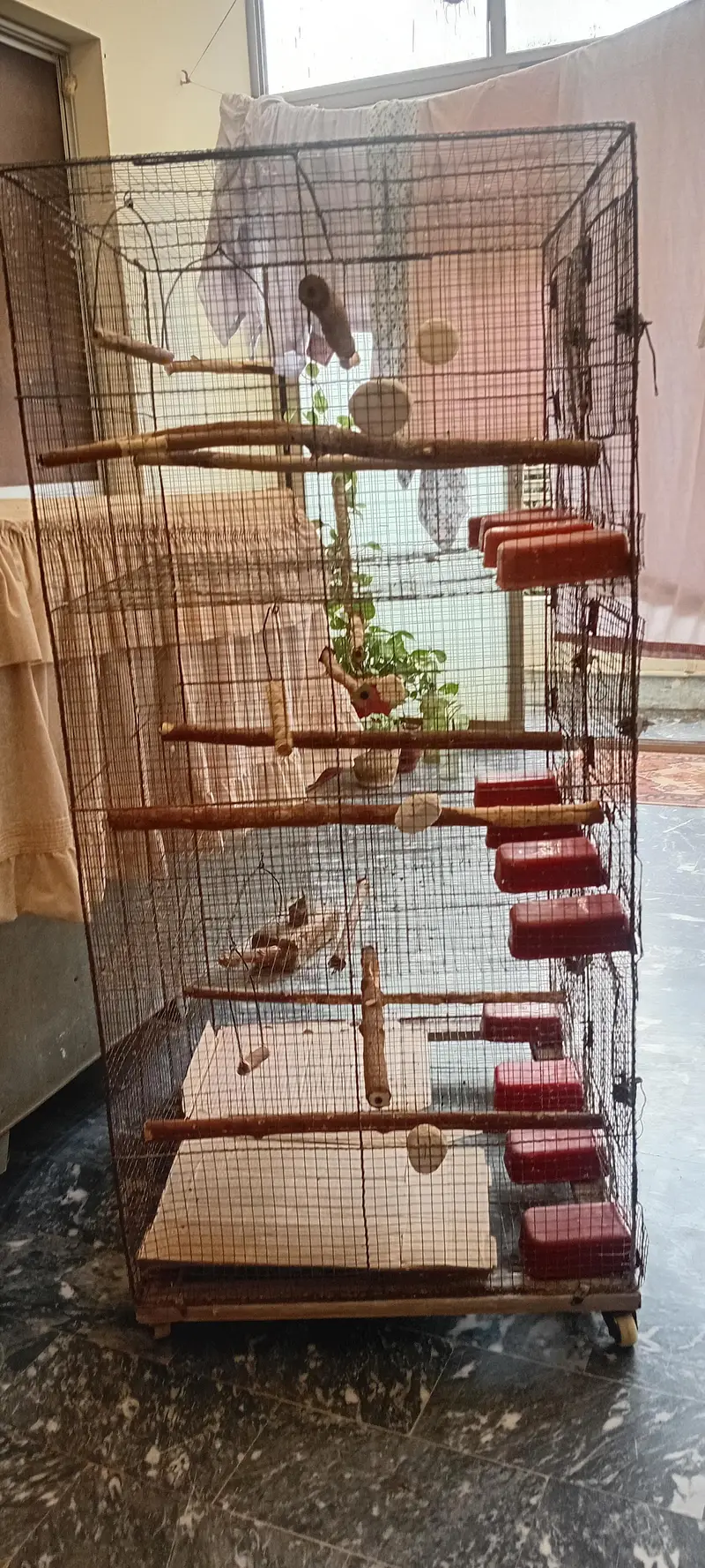 cocktiel, cage, breeder box — photo 8