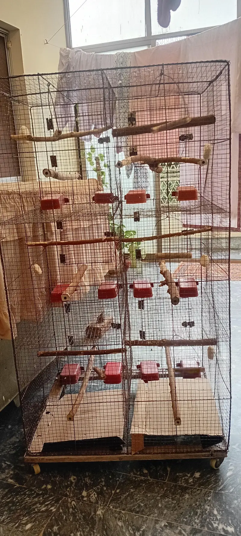 cocktiel, cage, breeder box — photo 9