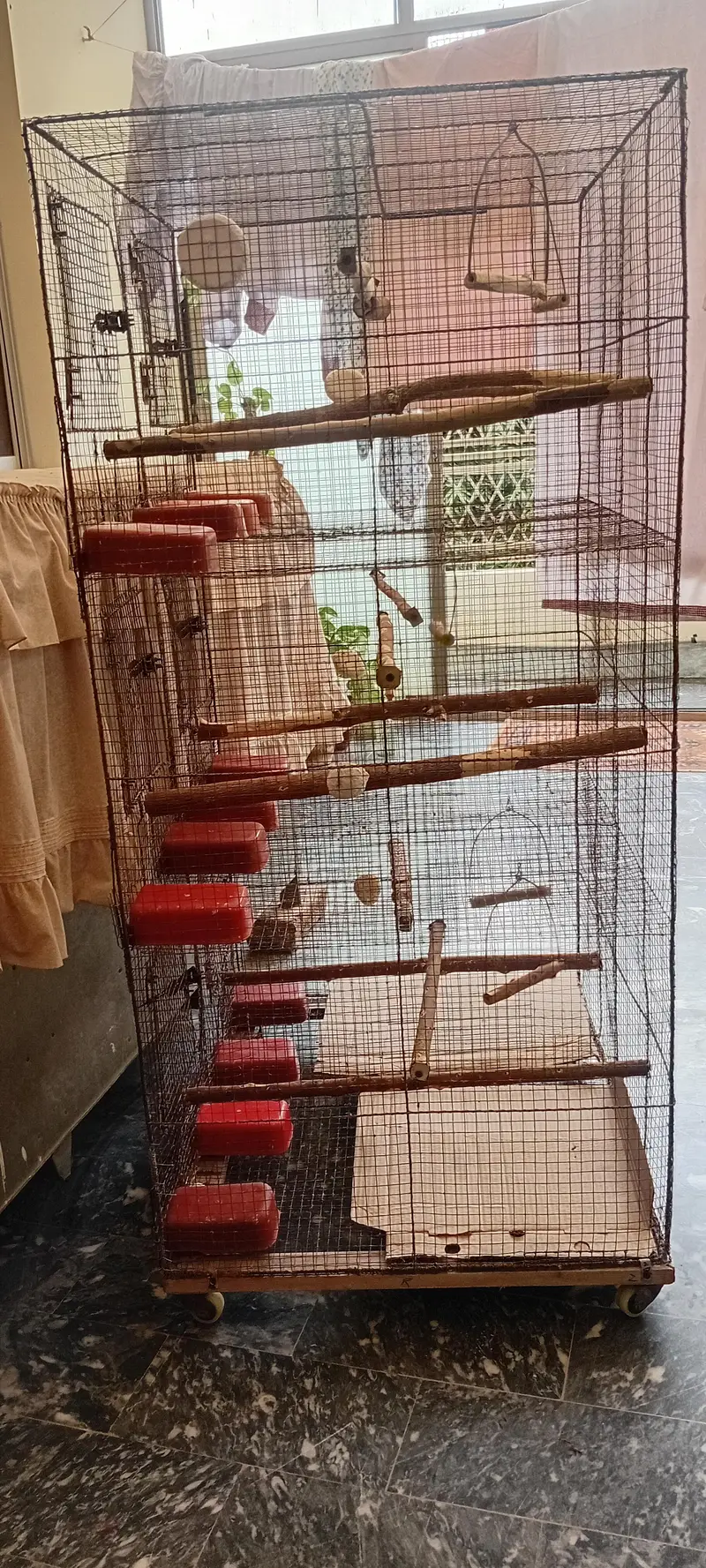 cocktiel, cage, breeder box — photo 10