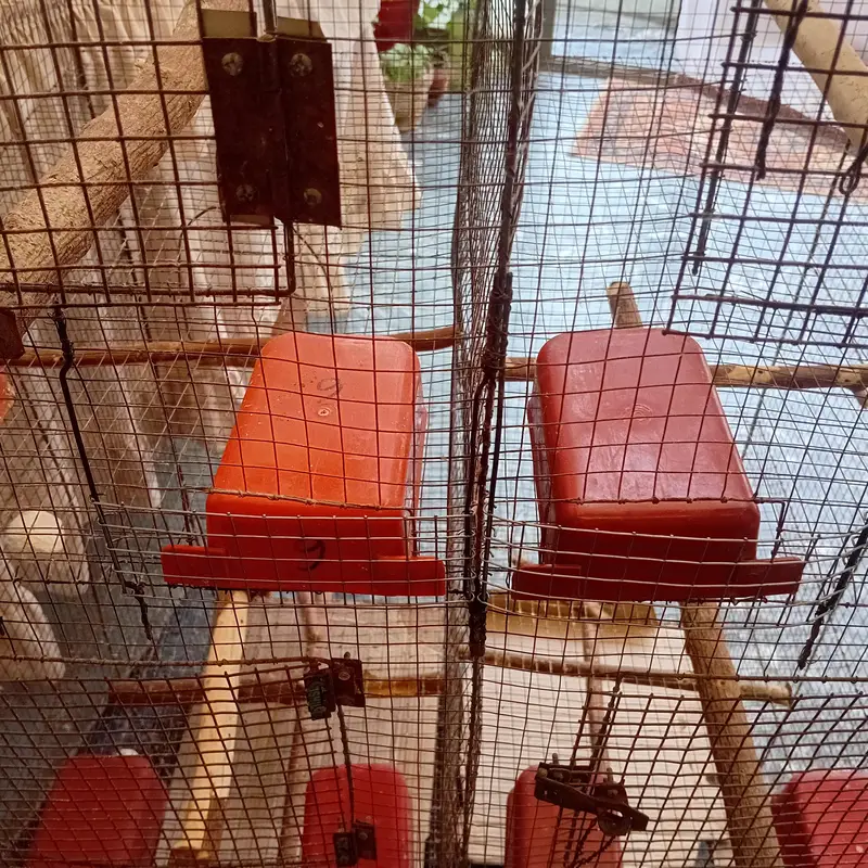 cocktiel, cage, breeder box — photo 11
