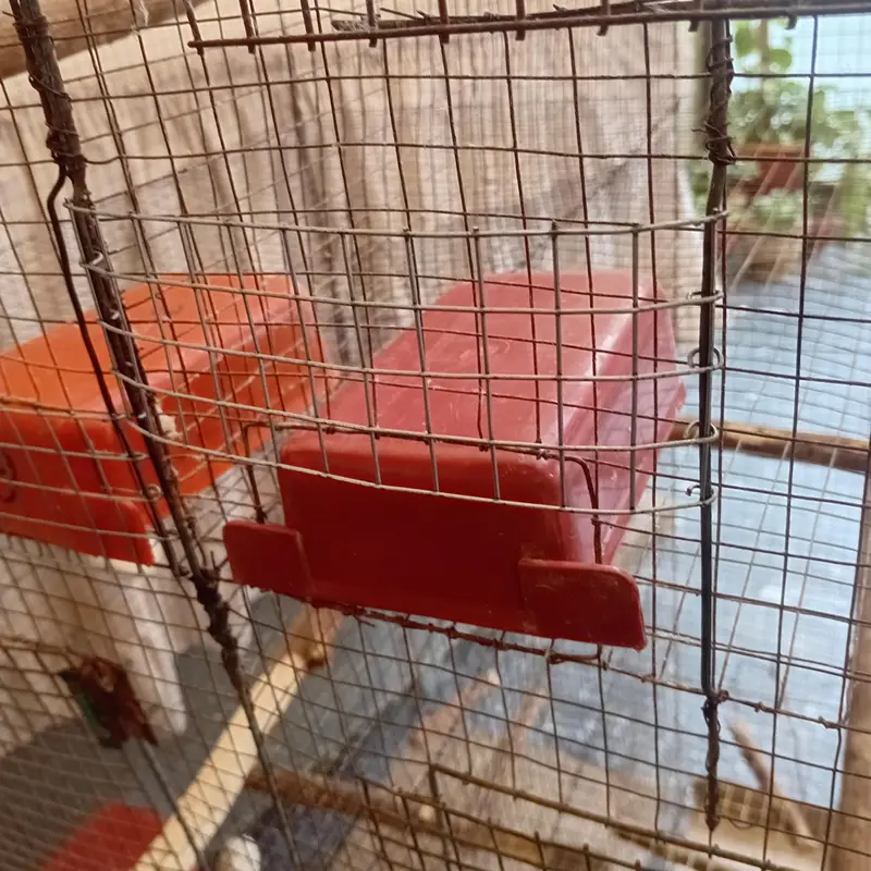 cocktiel, cage, breeder box — photo 12