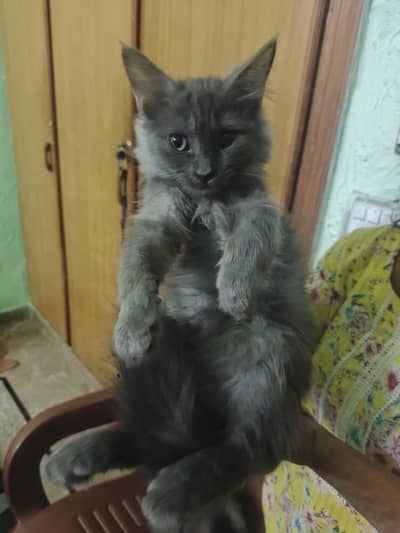 white persian kittens | Double coat | fluffy|kittens|punch face kitten