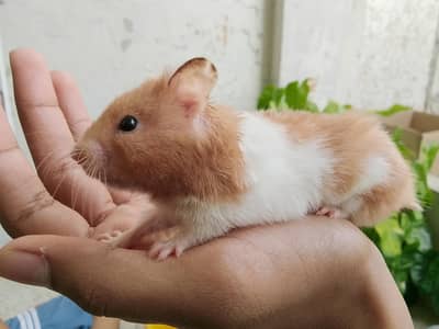 Active & Friendly Hamster for sale | Big Hamster | Female hamster