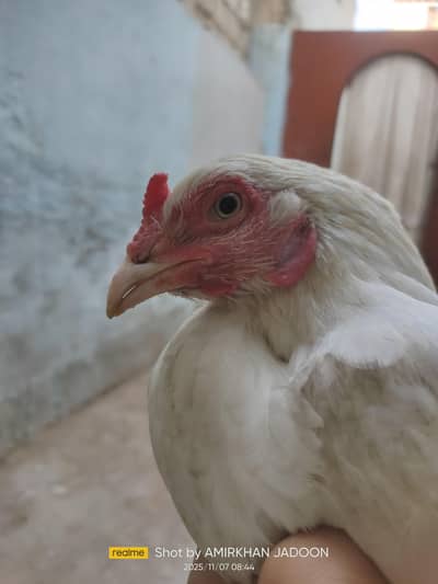 pure white aseel hen ready to breading