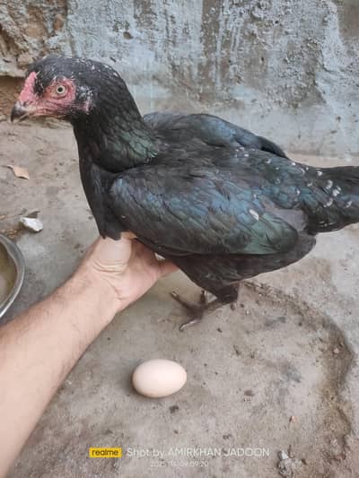 beautiful colour healthy hen and active ready for breading