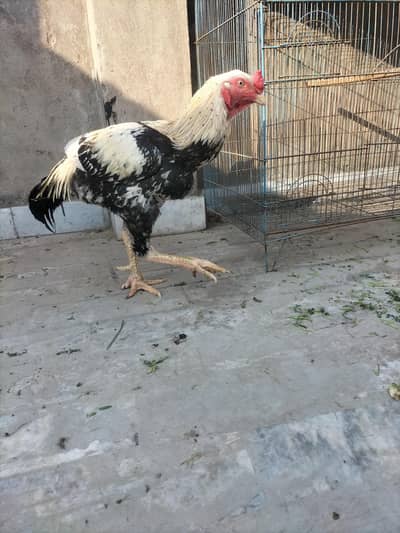 Aseel best quality Pair