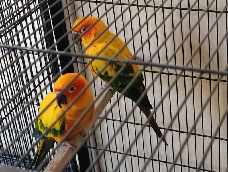 Breeder Pair 0