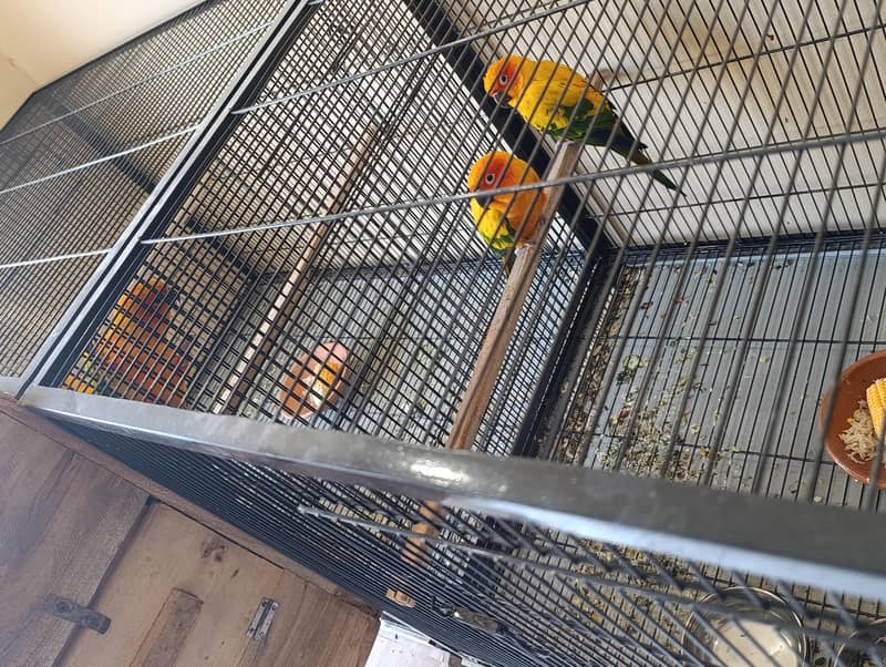 Breeder Pair 1